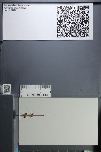 Media type: image;   Entomology 525355